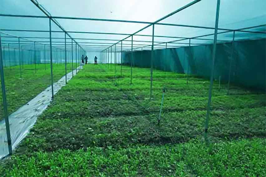 Greenhouse-Shade-Cloth