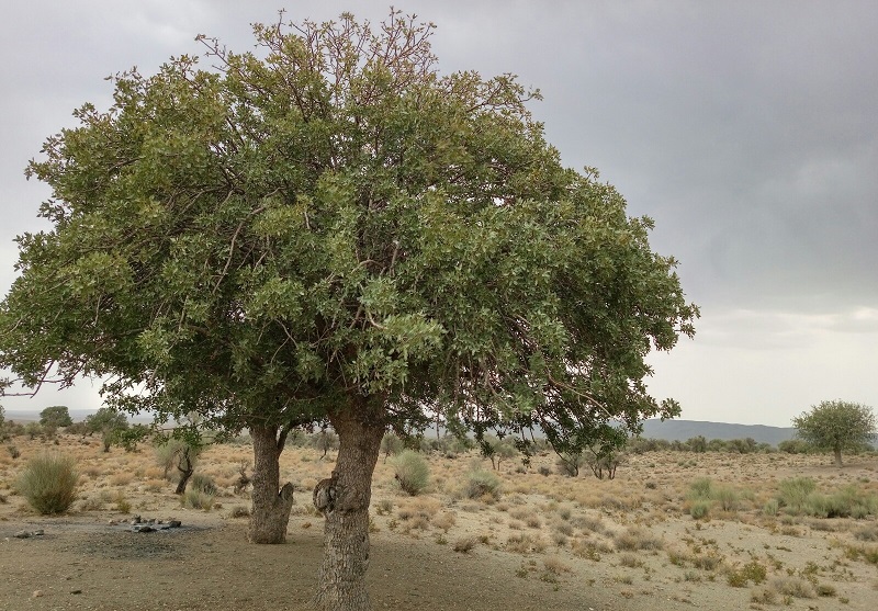 جنگل بنه‌آباد