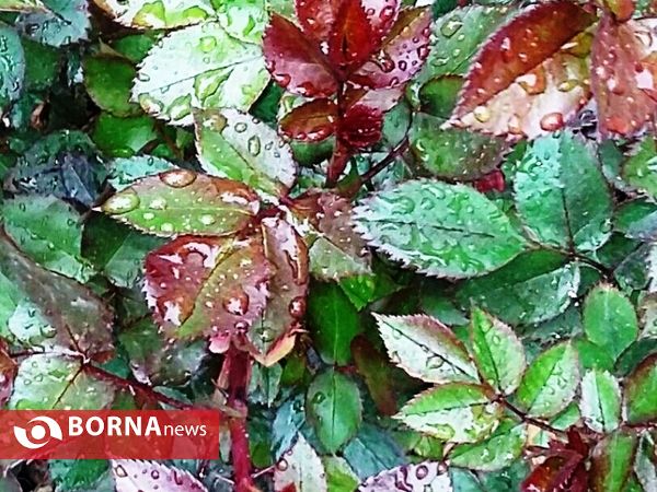 رویش گلهای بهاری