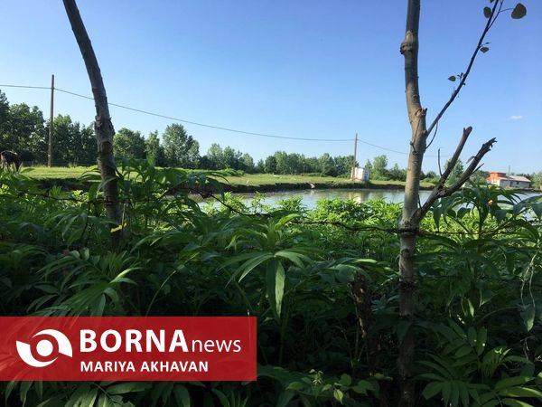 پسیخان رشت جاذبه طبیعی و گردشگری استان گیلان