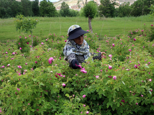 برداشت گل محمدی در روستای عنصرود