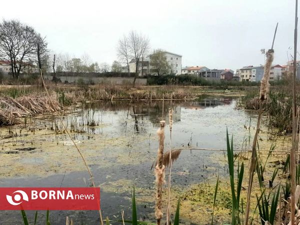 تالاب حاجی آباد لاهیجان