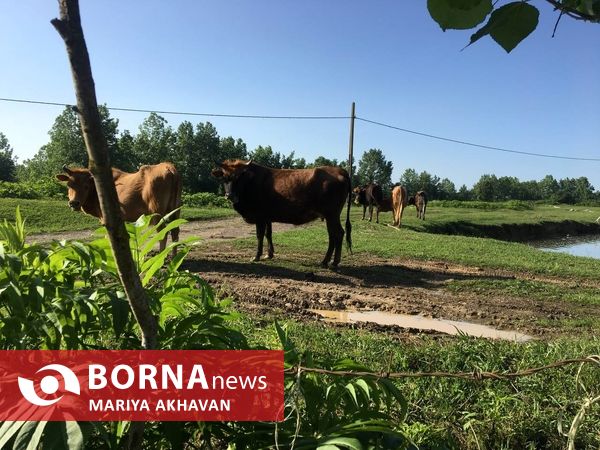 پسیخان رشت جاذبه طبیعی و گردشگری استان گیلان