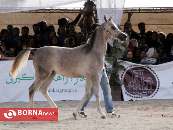 جشنواره بین المللی زیبایی اسب اصیل ایرانی در شیراز