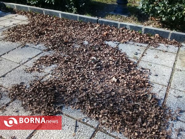 هوای گرم و آفتابی امروز رشت