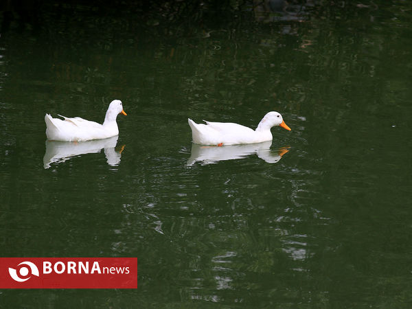 باغ گلها در فصل بهار اصفهان