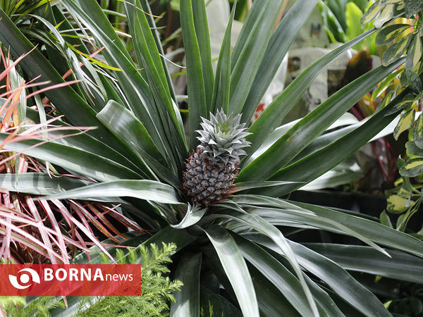 شانزدهمین نمایشگاه بین المللی گل و گیاه تهران