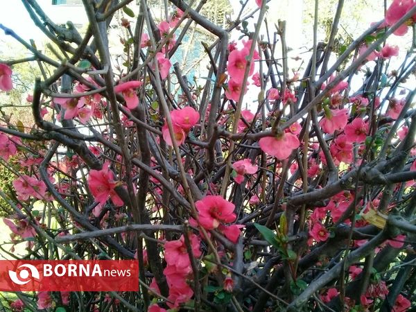 حال و هوای بهار در رشت