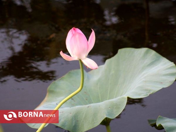 تالاب بین المللی امیر کلایه _ لاهیجان