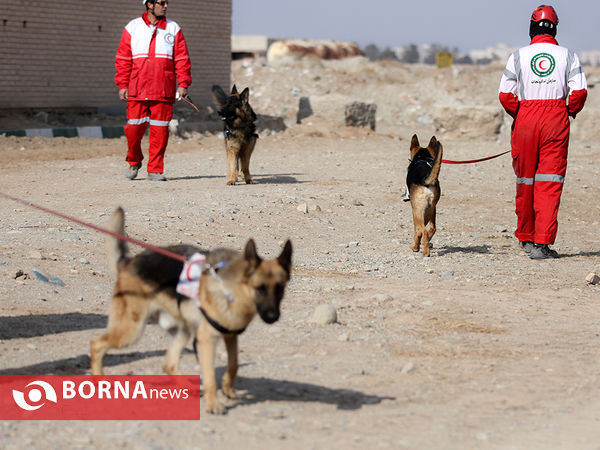 بازدید خبرنگاران از مرکز آموزش و نگهداری سگ های تجسس