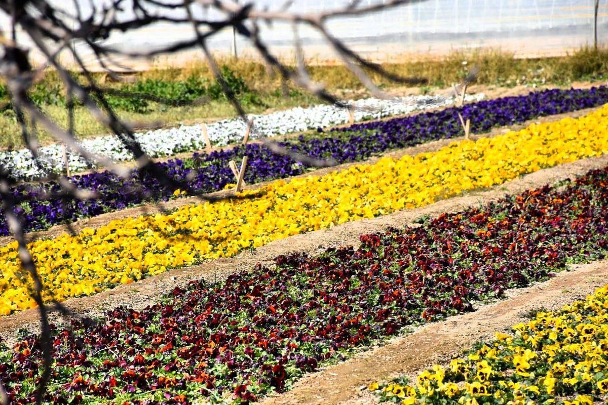پاکدشت پایتخت گل و گیاه کشور مکانی مناسب برای گردشگران 
