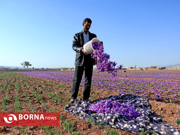 آغاز فصل برداشت طلای سرخ