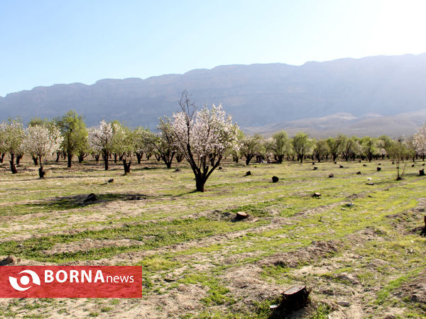 شکوفه‌های بهاری در شیراز