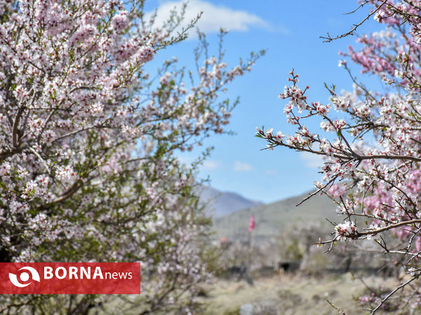 شکوفه های بهاری