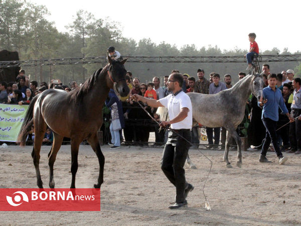 جشنواره بین المللی زیبایی اسب اصیل ایرانی در شیراز