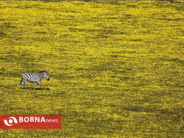 تصاویر منتخب مسابقه نشنال جئوگرافیک ۲۰۱۶