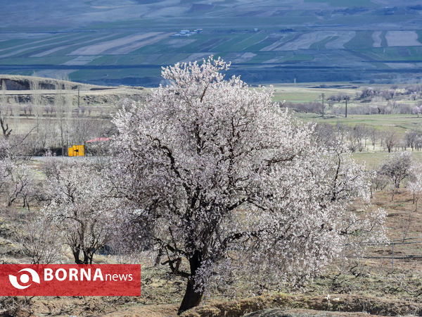 شکوفه های بهاری