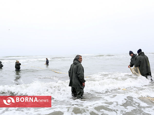 جمع آوری تور در نزدیکی ساحل