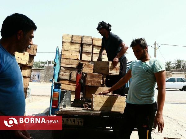 برداشت خارک و رطب روستای امام حسن(ع)