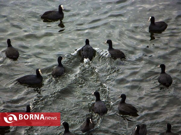 زریبار کردستان