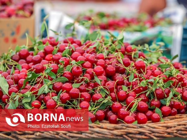 جشنواره آلبالو و گیلاس در دهستان اناج