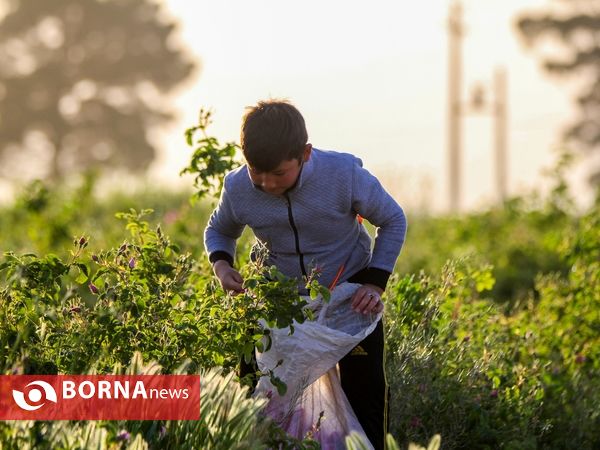 برداشت گل محمدی در دلیجان