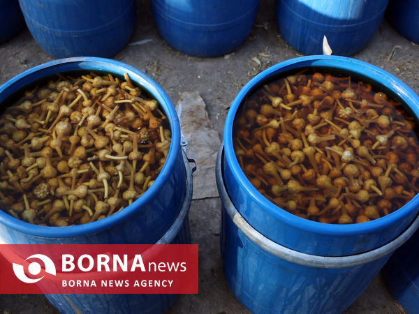 تیمورلو، پایتخت سیر ایران