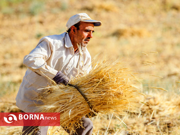 برداشت سنتی گندم در منطقه قره کهریز اراک