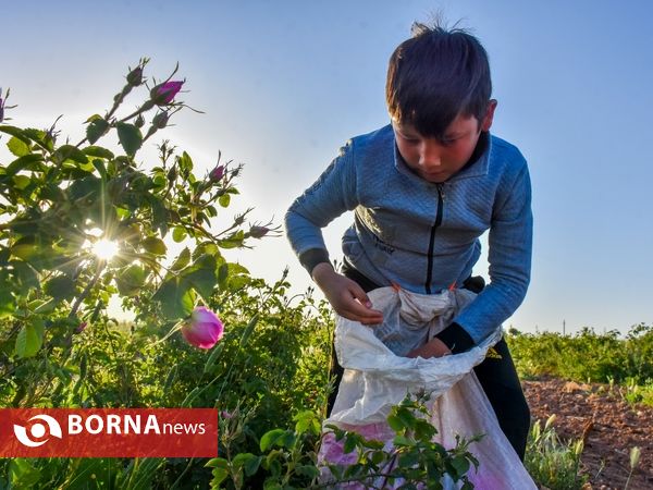 برداشت گل محمدی در دلیجان