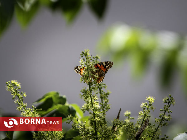 Vanessa cardui پروانه‌ها در تهران