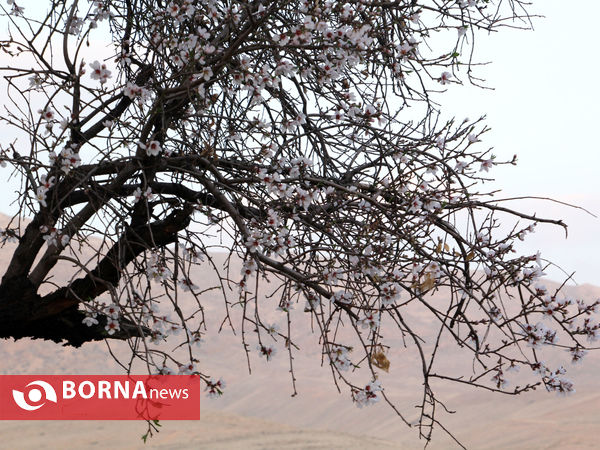 شکوفه های بهاری-شیراز