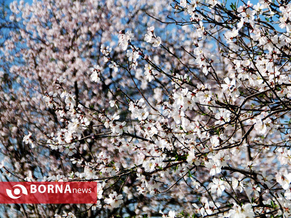 شکوفه‌های بهاری در شیراز
