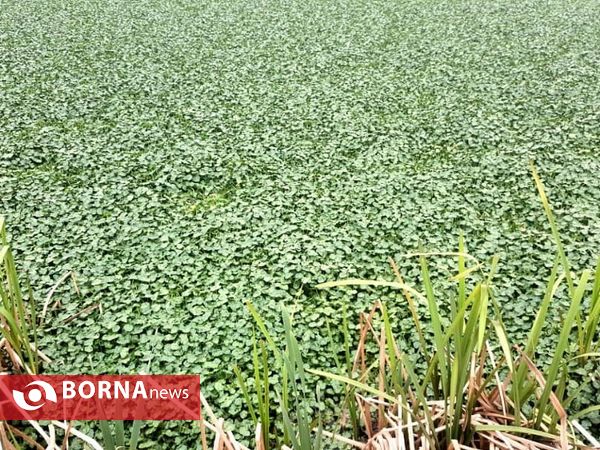 تالاب حاجی آباد لاهیجان