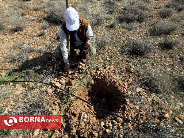 درختکاری مردم و سازمان های مردم نهاد -شیراز