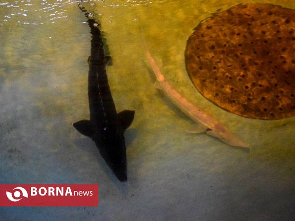 افتتاح بهره برداری پروژه های شهرستان سیاهکل و بندرانزلی با حضور استاندار گیلان