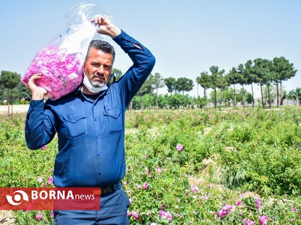 برداشت گل محمدی در دلیجان