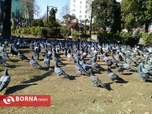 هوای گرم و آفتابی امروز رشت