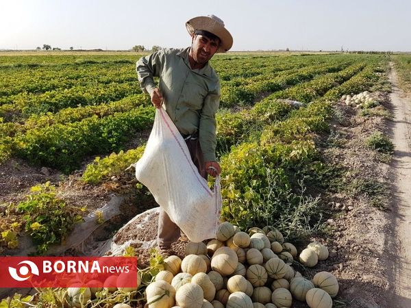 آغاز برداشت طالبی  از مزارع شهرستان ورامین