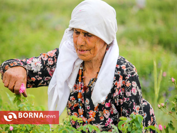 برداشت گل محمدی در شهر ساروق
