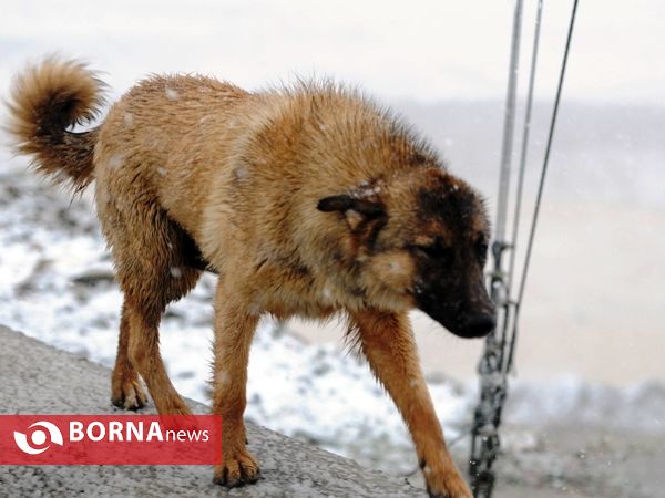 بارش برف بهاری - غرب تهران