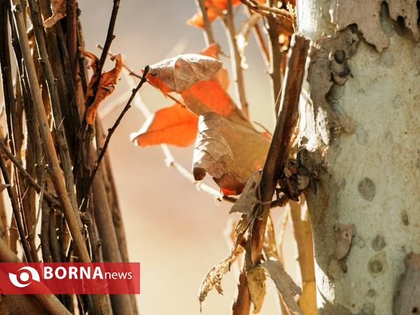 آخرین لحظات پاییزی
