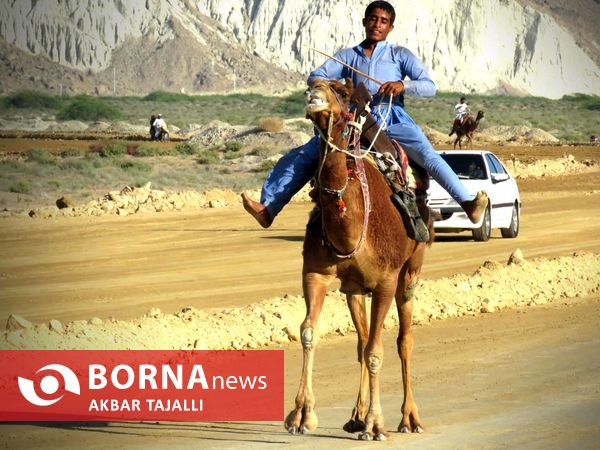مسابقات شتر دوانی در چابهار 