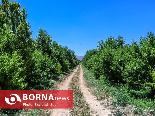 جشنواره آلبالو و گیلاس در دهستان اناج