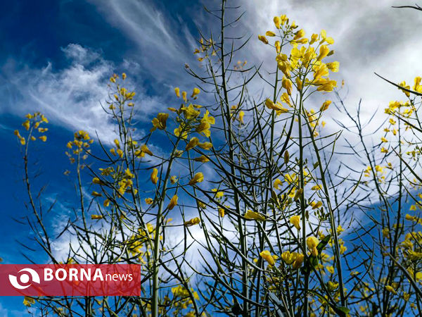 مزارع  ( کلزا ) در استان مازندران