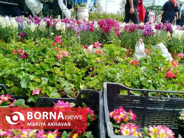 جشنواره گل و گیاه رشت 