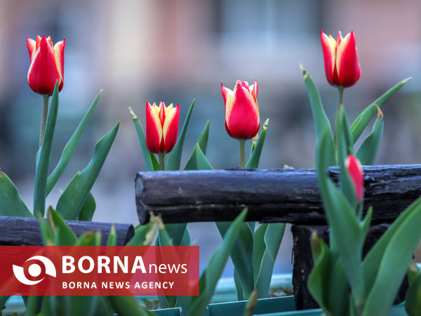 جشنواره گل‌های لاله در اراک