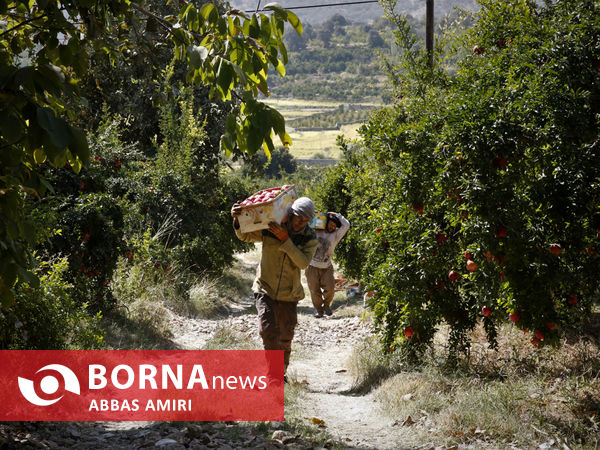 دقیقه 90 برداشت انار کوهمره سرخی