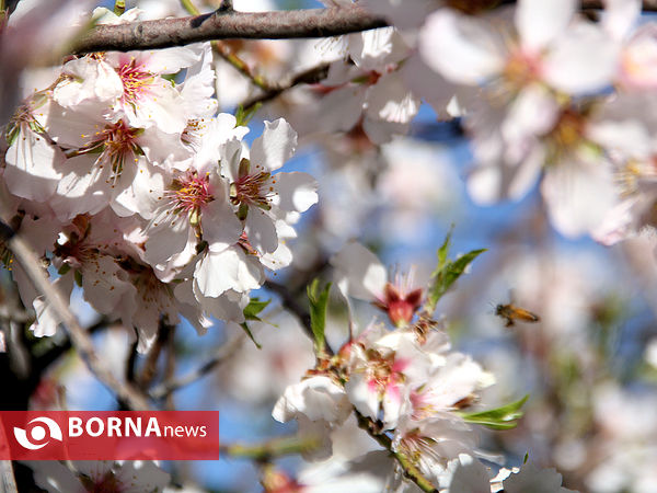 شکوفه‌های بهاری در شیراز