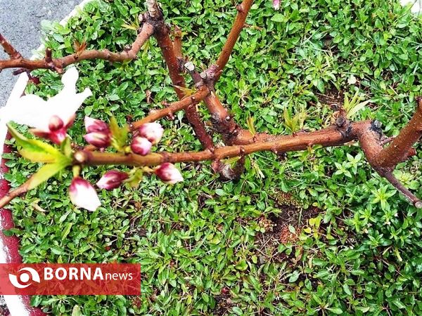 رویش گلهای بهاری