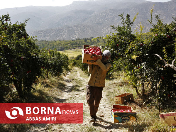 دقیقه 90 برداشت انار کوهمره سرخی